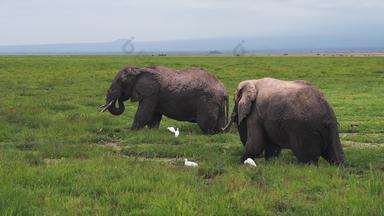 肯尼亚大象风景自然保护区白鹭素材