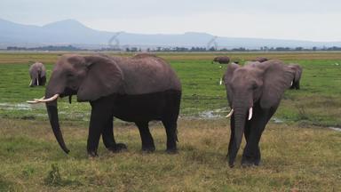 肯尼亚大象自然实拍素材