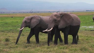 非洲大象沼泽食草动物素材