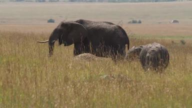 肯尼亚大象东非象影像