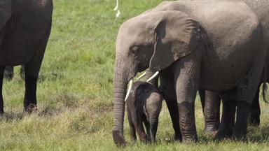 非洲大象国家公园<strong>视频素材</strong>