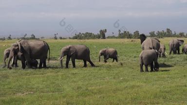 肯尼亚大象自然优质实拍