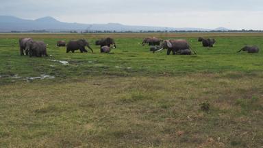 肯尼亚大象沼泽4K分辨率东非清晰视频