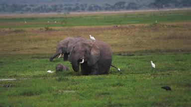 非洲象安博塞利河流高清视频