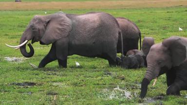 肯尼亚象国家公园自然保护区东非实拍