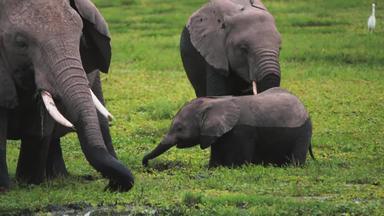 肯尼亚大象水清晰实拍