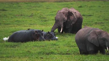 肯尼亚大象白鹭地貌画面
