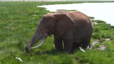 肯尼亚象旅行风景场景拍摄