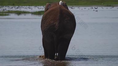非洲象牛白鹭安博塞利动物