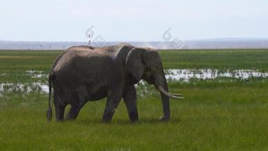 肯尼亚大象国家公园户外野生动物视频
