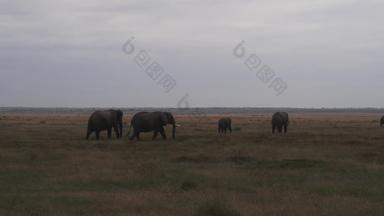 非洲大象地形户外视频