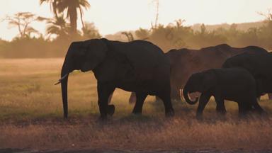 非洲大象国家公园原生态文化高质量实拍