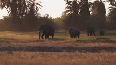 肯尼亚大象<strong>风景</strong>4K分辨率树林高清<strong>实拍</strong>