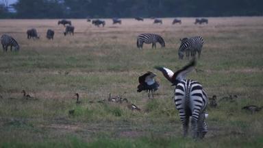 非洲草原哺乳动物角马高质量实拍
