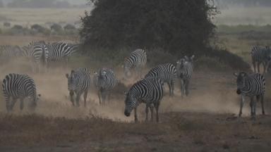 肯尼亚斑马公园旅游目的地视频