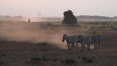 非洲草原斑马度假胜地野生动物镜头