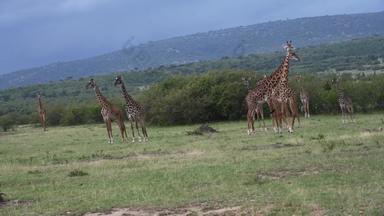 非洲草原长颈鹿当地著名景点风光实拍