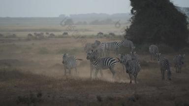非洲草原大群动物4K分辨率