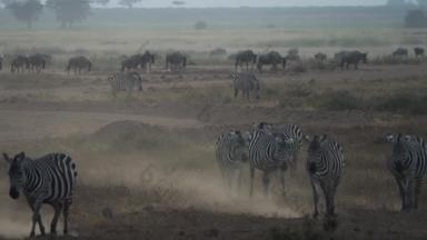 非洲草原斑马灰尘户外原生态文化高清实拍
