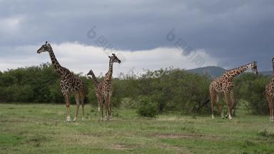 肯尼亚长颈鹿灌木4K分辨率视频