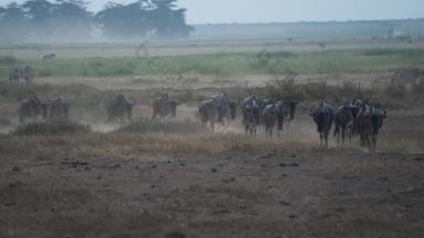 肯尼亚动物国家公园黄昏高清实拍