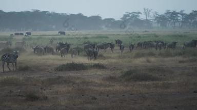 肯尼亚动物大群动物视频素材