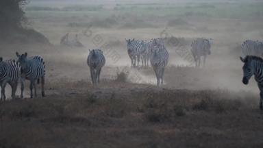 非洲草原斑马自然空旷视频素材
