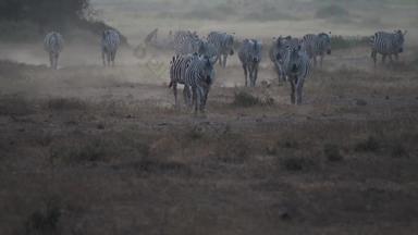 肯尼亚斑马食草动物国家公园清晰实拍