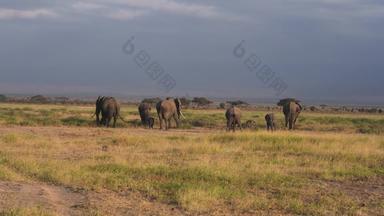 非洲象地形旅游度假视频