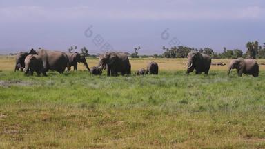 非洲大象原生态文化宁静
