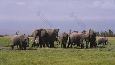 非洲大象东非幼小动物
