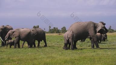 非洲大象旅行旅游目的地宣传片