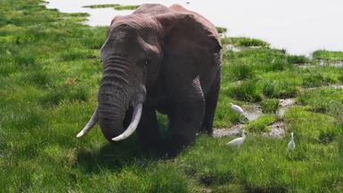 非洲肯尼亚大象视频