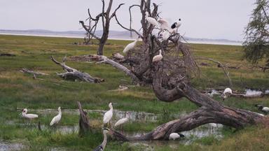 非洲草原白鹭原生态文化视频