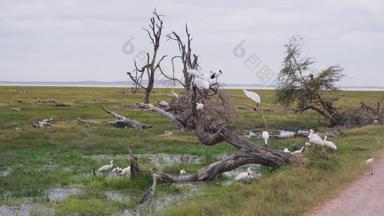 非洲草原白鹭河流自然保护区镜头