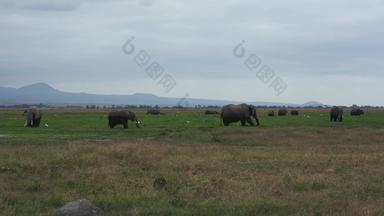 非洲象当地著名景点动物家庭镜头