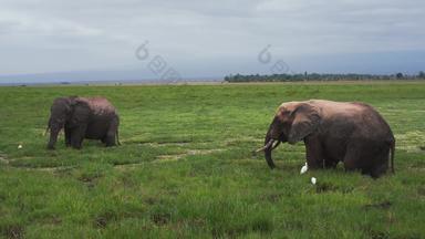 非洲大象水国家公园影像