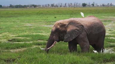 非洲大象风景非洲文化东非<strong>视频</strong>素材
