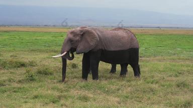 肯尼亚大象当地著名景点旅游清晰实拍