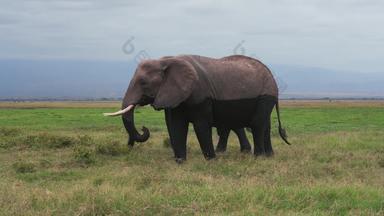 肯尼亚大象动物家庭草原视频