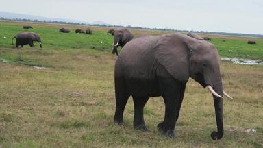 肯尼亚象牛白鹭横屏4K分辨率视频