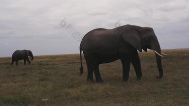 非洲<strong>大象</strong>空旷自然<strong>保护</strong>区高质量实拍
