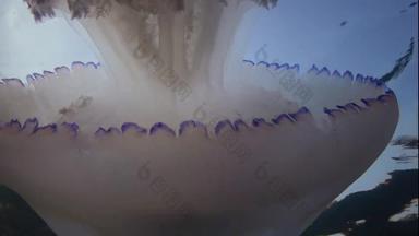 浮动<strong>厚度</strong>水黑色的海rhizostoma表示“肺”一般桶水母钵水母黑色的海