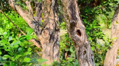 洞树树干分支植物树皮鸟动物巢关闭绿色莫斯热带森林环境背景动物野生动物自然环境保护前面视图国家发现公园