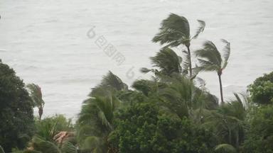 pabuk台风海洋海海岸泰国自然灾难眼壁飓风强大的极端的强热带风暴风摇摆棕榈树热带洪水雨季节重热带风暴天气雷雨