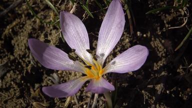 短暂的花<strong>樱草野</strong>生秋水仙安西伦斯秋天番红花属草地藏红花裸体夫人罕见的视图红色的书乌克兰