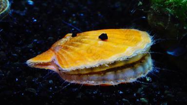 壳牌鼓掌壳牌蓝色的眼睛触角黑色的海软体动物扇贝flexopecten庞蒂库斯