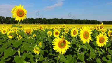 场盛开的向日葵常见的向日葵向日葵年金博尔格拉茨基区<strong>敖德萨</strong>地区乌克兰