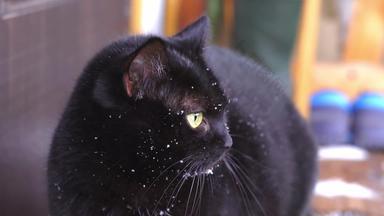 害怕黑色的猫<strong>雪</strong>花<strong>首页</strong>特写镜头