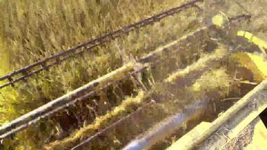 收获粮食场作物季节结合收割机收集大米小麦农业场